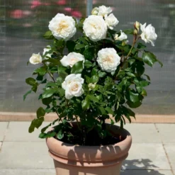 'Claus Dalby'™ Rosa X 'Claus Dalby'™ (Storblomstrende) A-Kvalitet,- Barrods Roser Min. 3 Grene -GrønGlæde Salgsbutik p7485 51238 rosa x claus dalby storblomstrende df50