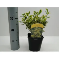 Benved' Marieke' Euonymus Japonica 'Marieke' Potte 2,0 Liter,- 20-25 Cm. -GrønGlæde Salgsbutik p801 21300 euonymus japonica marieke d7c4