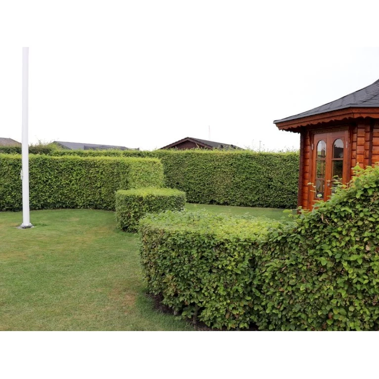 Almindelig Bøg / Bøgehæk Fagus Sylvatica Barrods, - 3 års (1/2) 120-150 Cm. Kraftig Hækkvalitet. 1 Almindelig Bøg / Bøgehæk Fagus Sylvatica Barrods, - 3 års (1/2) 120-150 Cm. Kraftig Hækkvalitet.