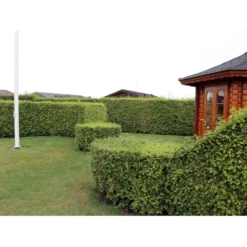 Almindelig Bøg / Bøgehæk Fagus Sylvatica Med Klump,- 150-175 Cm.