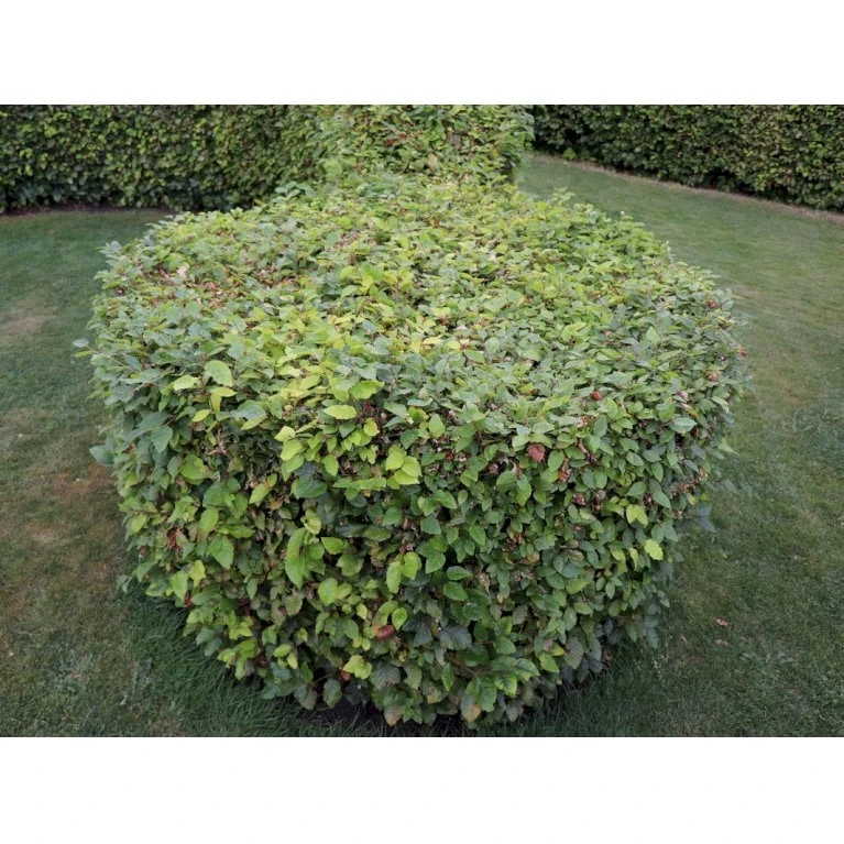 Almindelig Bøg / Bøgehæk Fagus Sylvatica Barrods, - 3 års (1/2) 120-150 Cm. Kraftig Hækkvalitet. 2 Almindelig Bøg / Bøgehæk Fagus Sylvatica Barrods, - 3 års (1/2) 120-150 Cm. Kraftig Hækkvalitet. - Billede 2