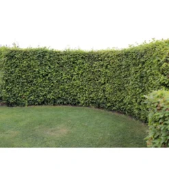 Almindelig Bøg / Bøgehæk Fagus Sylvatica Barrods, - 3 års (1/2) 120-150 Cm. Kraftig Hækkvalitet. 10 Almindelig Bøg / Bøgehæk Fagus Sylvatica Barrods, - 3 års (1/2) 120-150 Cm. Kraftig Hækkvalitet. -GrønGlæde Salgsbutik p816 33906 fagus sylvatica 0b51 1