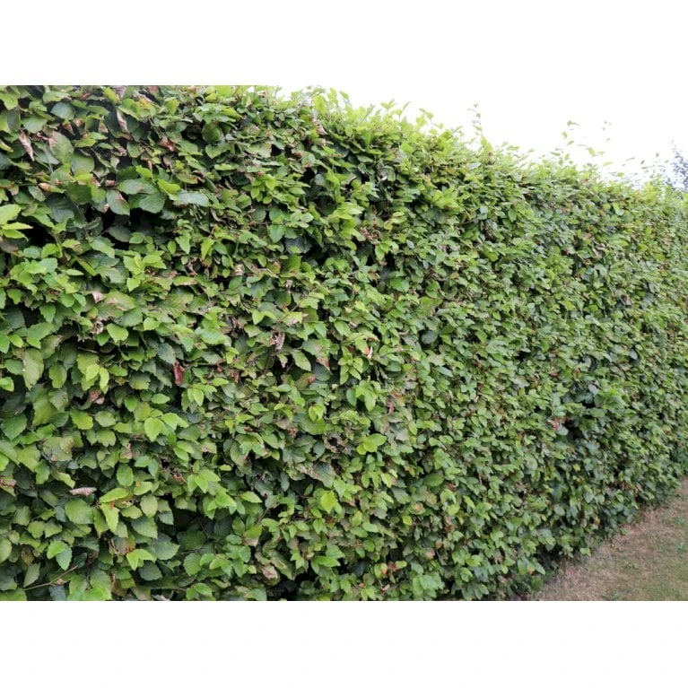 Almindelig Bøg / Bøgehæk Fagus Sylvatica Barrods, - 3 års (1/2) 120-150 Cm. Kraftig Hækkvalitet. 4 Almindelig Bøg / Bøgehæk Fagus Sylvatica Barrods, - 3 års (1/2) 120-150 Cm. Kraftig Hækkvalitet. - Billede 4