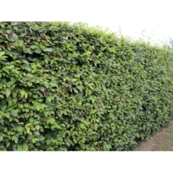 Almindelig Bøg / Bøgehæk Fagus Sylvatica Barrods, Omplantet 3 års 100-120 Cm. -GrønGlæde Salgsbutik p816 33907 fagus sylvatica 825a 2
