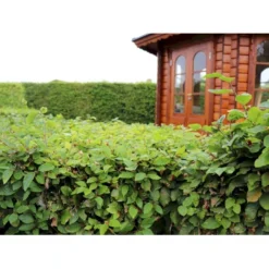 Almindelig Bøg / Bøgehæk Fagus Sylvatica Barrods, Omplantet 3 års 100-120 Cm. -GrønGlæde Salgsbutik p816 33908 fagus sylvatica 87bb 2