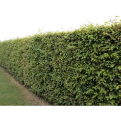 Almindelig Bøg / Bøgehæk Fagus Sylvatica Barrods, Omplantet 3 års 100-120 Cm. -GrønGlæde Salgsbutik p816 33909 fagus sylvatica 4b65 2