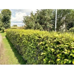 Almindelig Bøg / Bøgehæk Fagus Sylvatica Barrods, - 3 års (1/2) 120-150 Cm. Kraftig Hækkvalitet. 14 Almindelig Bøg / Bøgehæk Fagus Sylvatica Barrods, - 3 års (1/2) 120-150 Cm. Kraftig Hækkvalitet. -GrønGlæde Salgsbutik p816 34340 fagus sylvatica 8b32 1