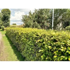 Almindelig Bøg / Bøgehæk Fagus Sylvatica Barrods. 3 års 80-100 Cm. -GrønGlæde Salgsbutik p816 34340 fagus sylvatica 8b32