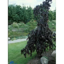 Hængende Blodbøg 'Purpurea Pendula' Fagus Sylvatica 'Purpurea Pendula' Opstammet 120 Cm. Med Potte