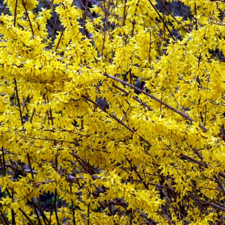 Vårguld 'Lynwood' Forsythia Intermedia 'Lynwood' Barrods,- 2 års (0/2) 50-80 Cm. 1 Vårguld 'Lynwood' Forsythia Intermedia 'Lynwood' Barrods,- 2 års (0/2) 50-80 Cm.