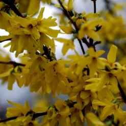 Vårguld 'Lynwood' Forsythia Intermedia 'Lynwood' Barrods,- 2 års (0/2) 50-80 Cm. 12 Vårguld 'Lynwood' Forsythia Intermedia 'Lynwood' Barrods,- 2 års (0/2) 50-80 Cm. -GrønGlæde Salgsbutik p841 54067 forsythia intermedia lynwood defd