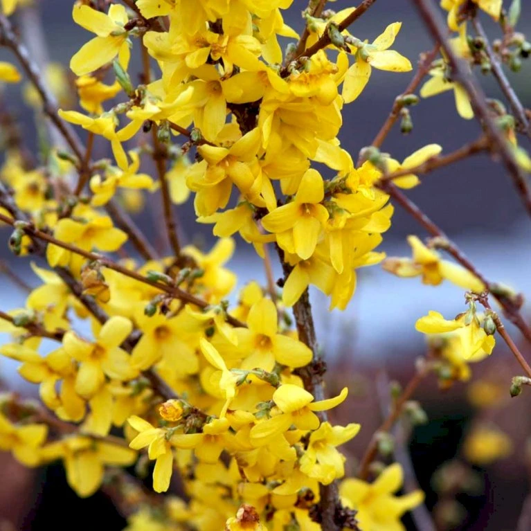 Vårguld 'Lynwood' Forsythia Intermedia 'Lynwood' Barrods,- 2 års (0/2) 50-80 Cm. 4 Vårguld 'Lynwood' Forsythia Intermedia 'Lynwood' Barrods,- 2 års (0/2) 50-80 Cm. - Billede 4