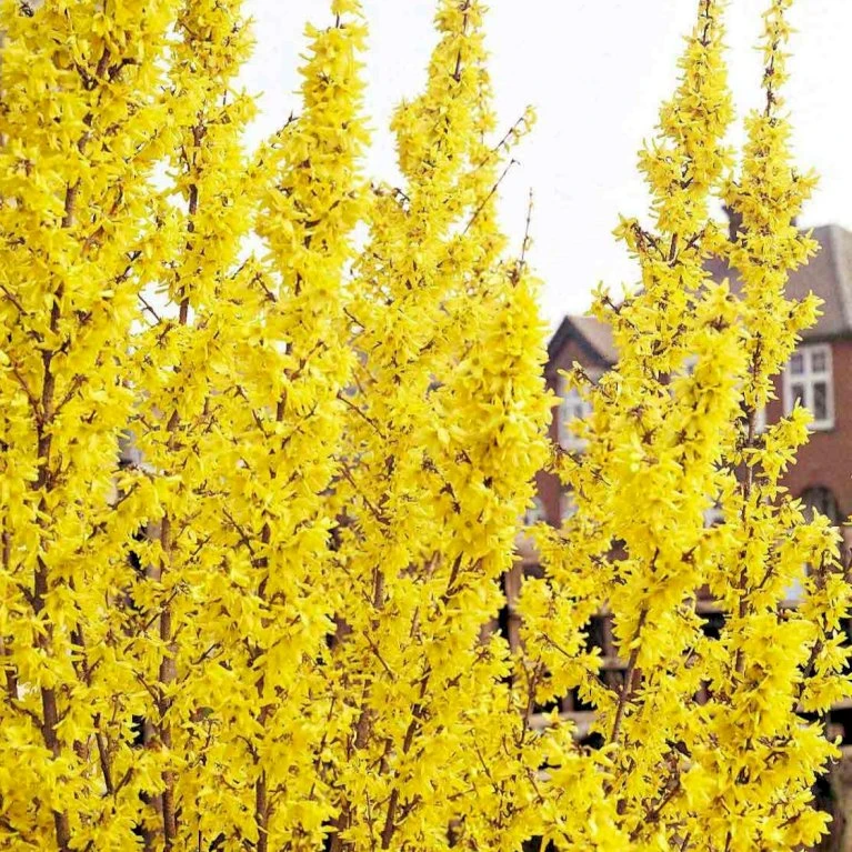 Vårguld 'Lynwood' Forsythia Intermedia 'Lynwood' Barrods,- 2 års (0/2) 50-80 Cm. 5 Vårguld 'Lynwood' Forsythia Intermedia 'Lynwood' Barrods,- 2 års (0/2) 50-80 Cm. - Billede 5