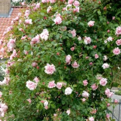'Albertine' Rosa Wichuraiana 'Albertine' (Slyngrose) A-Kvalitet,- Barrods Roser Min. 3 Grene -GrønGlæde Salgsbutik p865 52294 rosa wichuraiana albertine slyngrose 4a11