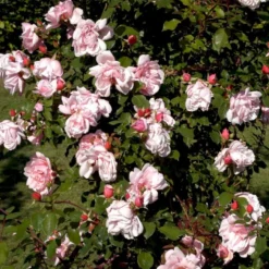 'Albertine' Rosa Wichuraiana 'Albertine' (Slyngrose) A-Kvalitet,- Barrods Roser Min. 3 Grene -GrønGlæde Salgsbutik p865 52295 rosa wichuraiana albertine slyngrose 2800