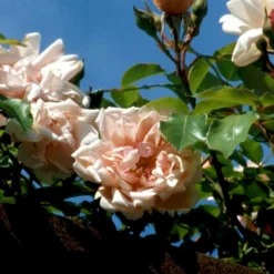 'Albertine' Rosa Wichuraiana 'Albertine' (Slyngrose) A-Kvalitet,- Barrods Roser Min. 3 Grene -GrønGlæde Salgsbutik p865 52297 rosa wichuraiana albertine slyngrose 9997