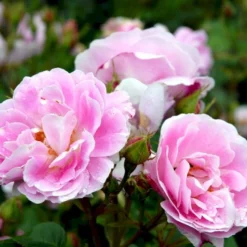 'Bourbon Queen' Rosa Bourboniana 'Bourbon Queen' (Bourbonrose) A-Kvalitet,- Barrods Roser Min. 3 Grene -GrønGlæde Salgsbutik p869 52314 rosa borboniana bourbon queen bourbonrose 8458