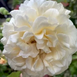 'Buff Beauty' Rosa Moschata 'Buff Beauty' (Moskusrose) A-Kvalitet,- Barrods Roser Min. 3 Grene -GrønGlæde Salgsbutik p870 52321 rosa moschata buff beauty moschatarose bc21