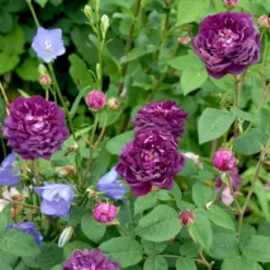 'Cardinal De Richelieu' Rosa Gallica 'Cardinal De Richelieu' (Gallicarose) A-Kvalitet,- Barrods Roser Min. 3 Grene -GrønGlæde Salgsbutik p871 52324 rosa gallica cardinal de richelieu gallicarose 9de1