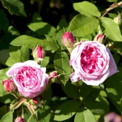'Comte De Chambord' Rosa Portlandica 'Comte De Chambord' (Portlandrose) A-Kvalitet,- Barrods Roser Min. 3 Grene -GrønGlæde Salgsbutik p874 52345 rosa portlandica comte de chambord portlandrose 30fa