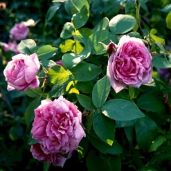 'Comte De Chambord' Rosa Portlandica 'Comte De Chambord' (Portlandrose) A-Kvalitet,- Barrods Roser Min. 3 Grene -GrønGlæde Salgsbutik p874 52346 rosa portlandica comte de chambord portlandrose cba4