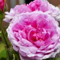 'Comte De Chambord' Rosa Portlandica 'Comte De Chambord' (Portlandrose) A-Kvalitet,- Barrods Roser Min. 3 Grene -GrønGlæde Salgsbutik p874 52347 rosa portlandica comte de chambord portlandrose 24ec