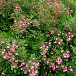 'Cornelia' Rosa Moschata 'Cornelia' (Moskusrose) A-Kvalitet,- Barrods Roser Min. 3 Grene -GrønGlæde Salgsbutik p875 52352 rosa moschata cornelia moschatarose 7196