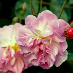 'Cornelia' Rosa Moschata 'Cornelia' (Moskusrose) A-Kvalitet,- Barrods Roser Min. 3 Grene -GrønGlæde Salgsbutik p875 52353 rosa moschata cornelia moschatarose 33d7