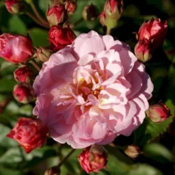 'Cornelia' Rosa Moschata 'Cornelia' (Moskusrose) A-Kvalitet,- Barrods Roser Min. 3 Grene -GrønGlæde Salgsbutik p875 52354 rosa moschata cornelia moschatarose 247f