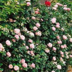 'Gerbe Rose' Rosa Wichuraiana 'Gerbe Rose' (Slyngrose) A-Kvalitet,- Barrods Roser Min. 3 Grene -GrønGlæde Salgsbutik p882 52398 rosa wichuraiana gerbe rose slyngrose c496