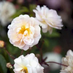 'Ghislaine De Féligonde' Rosa Moschata 'Ghislaine De Féligonde' (Moskusrose) A-Kvalitet,- Barrods Roser Min. 3 Grene