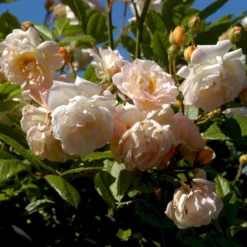 'Ghislaine De Féligonde' Rosa Moschata 'Ghislaine De Féligonde' (Moskusrose) A-Kvalitet,- Barrods Roser Min. 3 Grene -GrønGlæde Salgsbutik p883 52401 rosa moschata ghislaine de feligonde moschatarose 78da
