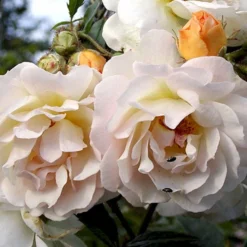 'Ghislaine De Féligonde' Rosa Moschata 'Ghislaine De Féligonde' (Moskusrose) A-Kvalitet,- Barrods Roser Min. 3 Grene -GrønGlæde Salgsbutik p883 52402 rosa moschata ghislaine de feligonde moschatarose 47ee