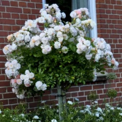 'Ghislaine De Féligonde' Rosa Moschata 'Ghislaine De Féligonde' (Moskusrose) A-Kvalitet,- Barrods Roser Min. 3 Grene -GrønGlæde Salgsbutik p883 52403 rosa moschata ghislaine de feligonde moschatarose 3f94