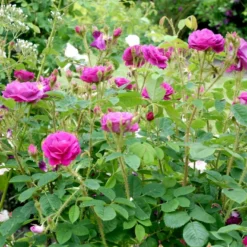 'Henri Martin' Rosa Centifolia Muscosa 'Henri Martin' (Mosrose) A-Kvalitet,- Barrods Roser Min. 3 Grene