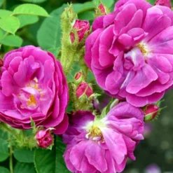 'Henri Martin' Rosa Centifolia Muscosa 'Henri Martin' (Mosrose) A-Kvalitet,- Barrods Roser Min. 3 Grene -GrønGlæde Salgsbutik p884 52427 rosa centifolia muscosa henri martin mosrose 9a4c