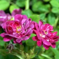 'Henri Martin' Rosa Centifolia Muscosa 'Henri Martin' (Mosrose) A-Kvalitet,- Barrods Roser Min. 3 Grene -GrønGlæde Salgsbutik p884 52428 rosa centifolia muscosa henri martin mosrose 91cc