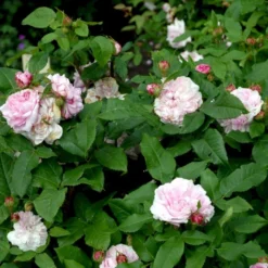 'Jacques Cartier' Rosa Portlandica 'Jacques Cartier' (Portlandrose) A-Kvalitet,- Barrods Roser Min. 3 Grene 9 'Jacques Cartier' Rosa Portlandica 'Jacques Cartier' (Portlandrose) A-Kvalitet,- Barrods Roser Min. 3 Grene -GrønGlæde Salgsbutik p887 52438 rosa portlandica jacques cartier portlandrose c973