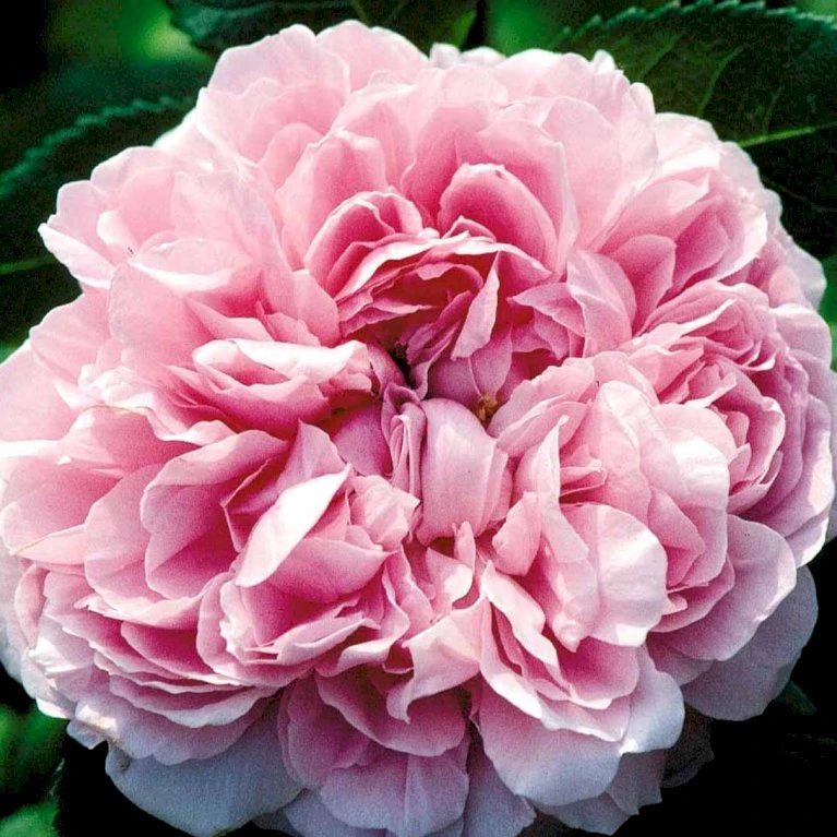 'Jacques Cartier' Rosa Portlandica 'Jacques Cartier' (Portlandrose) A-Kvalitet,- Barrods Roser Min. 3 Grene 4 'Jacques Cartier' Rosa Portlandica 'Jacques Cartier' (Portlandrose) A-Kvalitet,- Barrods Roser Min. 3 Grene - Billede 4