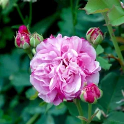 'Louise Odier' Rosa Bourboniana 'Louise Odier' (Bourbonrose) A-Kvalitet,- Barrods Roser Min. 3 Grene -GrønGlæde Salgsbutik p889 52447 rosa bourboniana louise odier bourbonrose 26c3