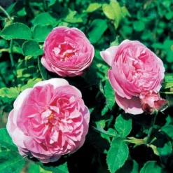 'Louise Odier' Rosa Bourboniana 'Louise Odier' (Bourbonrose) A-Kvalitet,- Barrods Roser Min. 3 Grene -GrønGlæde Salgsbutik p889 52448 rosa bourboniana louise odier bourbonrose c27f