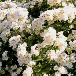 'Lykkefund' Rosa Helenae 'Lykkefund' (Slyngrose) A-Kvalitet,- Barrods Roser Min. 3 Grene