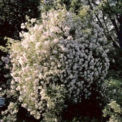 'Lykkefund' Rosa Helenae 'Lykkefund' (Slyngrose) A-Kvalitet,- Barrods Roser Min. 3 Grene -GrønGlæde Salgsbutik p890 52451 rosa helenae lykkefund slyngrose 93e1