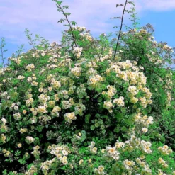 'Lykkefund' Rosa Helenae 'Lykkefund' (Slyngrose) A-Kvalitet,- Barrods Roser Min. 3 Grene -GrønGlæde Salgsbutik p890 52452 rosa helenae lykkefund slyngrose 2f4a