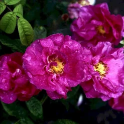 'Officinalis' Rosa Gallica 'Officinalis' (Gallicarose) A-Kvalitet,- Barrods Roser Min. 3 Grene -GrønGlæde Salgsbutik p895 52483 rosa gallica officinalis gallicarose 75ca