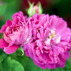 'Rose De Rescht' Rosa Bifera 'Rose De Rescht' (Damascenerrose) A-Kvalitet,- Barrods Roser Min. 3 Grene -GrønGlæde Salgsbutik p900 52878 rosa bifera rose de rescht damascenerrose 717f