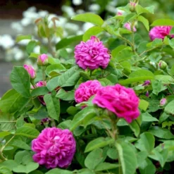 'Rose De Rescht' Rosa Bifera 'Rose De Rescht' (Damascenerrose) A-Kvalitet,- Barrods Roser Min. 3 Grene -GrønGlæde Salgsbutik p900 52879 rosa bifera rose de rescht damascenerrose 6b06