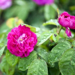 'Rose De Rescht' Rosa Bifera 'Rose De Rescht' (Damascenerrose) A-Kvalitet,- Barrods Roser Min. 3 Grene -GrønGlæde Salgsbutik p900 52880 rosa bifera rose de rescht damascenerrose 8374