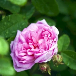 'Salet' Rosa Centifolia Muscosa 'Salet' (Mosrose) A-Kvalitet,- Barrods Roser Min. 3 Grene -GrønGlæde Salgsbutik p901 52888 rosa centifolia muscosa salet mosrose e162