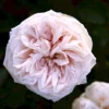 'Souvenier De La Malmaison' Rosa Bourboniana 'Souvenier De La Malmaison' (Bourbonrose) A-Kvalitet,- Barrods Roser Min. 3 Grene